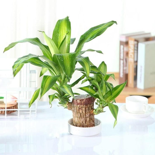 Brazilian Lucky Wood™ Mini Home Plant Decorations